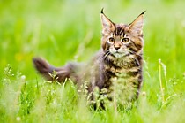 Кошки